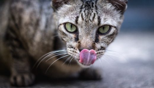 猫の舌は3つの機能を使い分ける万能ツール！でも猫舌って本当？