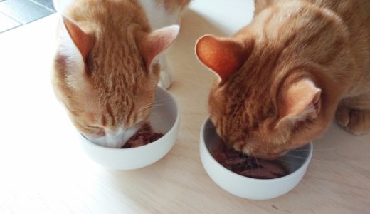 猫は毎日3食規則正しく食べるの？丸飲みしてるけど大丈夫？